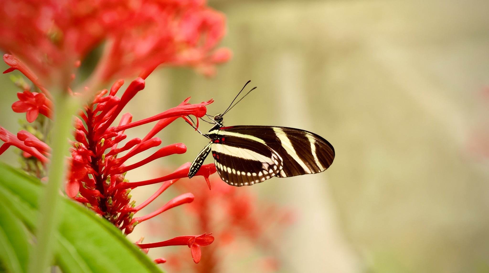 Nature Photography Magnet - 2" x 2" Square